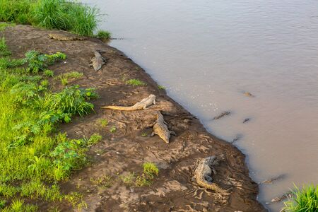 Crocodiles in the wild in Costa Rica, basking on the edge of a riverの写真素材