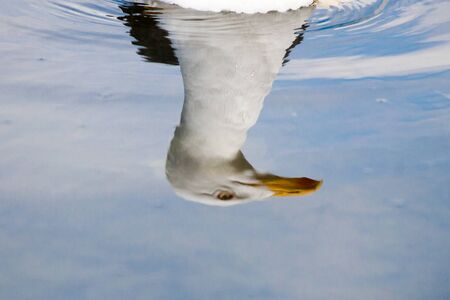 A Seagulls Reflection in Waterの写真素材