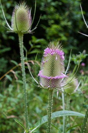 Dying Thistle Flowers