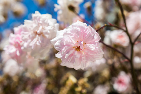 Pretty Pink Roses