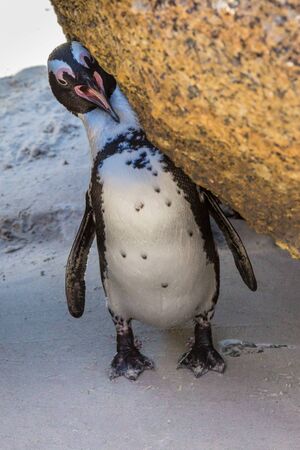 An African Penguin at Boulders Beach in South Africaの写真素材