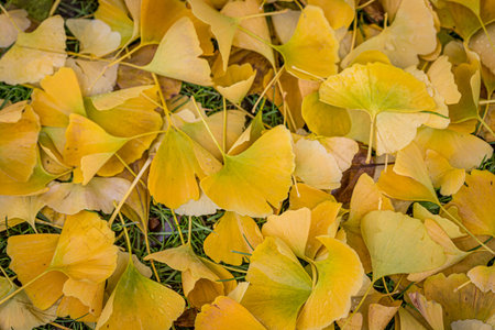A carpet of leaves from the Maidenhair/Ginkgo tree in late autumn
