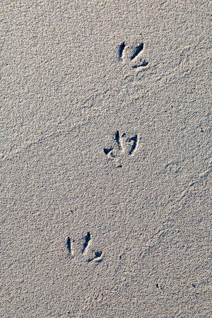 Looking down at bird footprints on a sandy beach