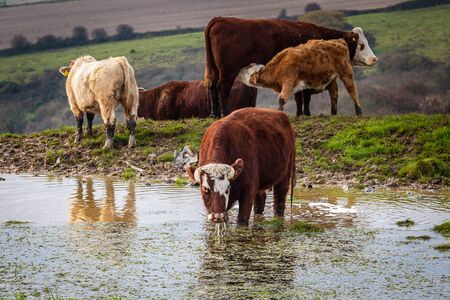 Cows at a dew pond on Ditchling Beacon on a late autumn dayの写真素材