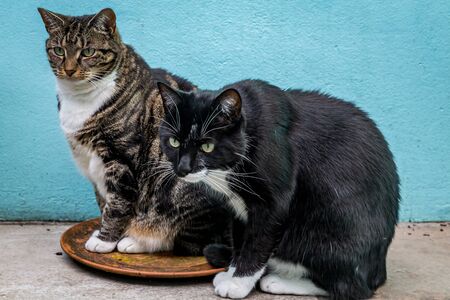 Two cats staringの写真素材