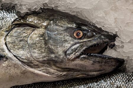A close up of a salmon for sale on a market stallの写真素材