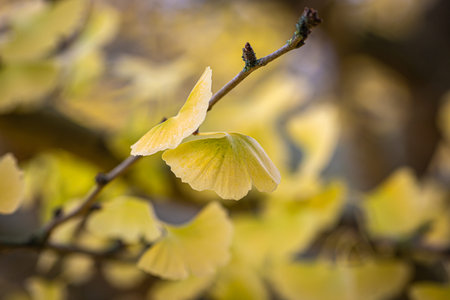 Ginkgo Biloba leaves on a branch, with a shallow depth of field