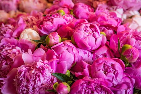 A full frame photograph of pretty pink peonies for sale on a market stall, with a shallow depth of fieldの写真素材