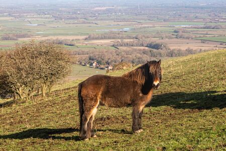 A Pony in a field on the South Downs in Sussex, on a sunny winters dayの写真素材