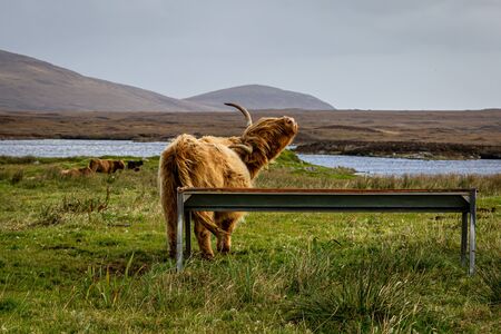 A highland cow with head tilted back whilst mooing, on the Hebridean island of North Uistの写真素材