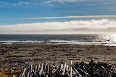 A pile of logs on an Oregon beach, on a sunny summers day
