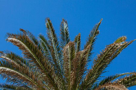 Looking up at a Palm Tree against a clear blue skyの写真素材