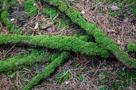 Moss growing on tree trunks in woodland, with a shallow depth of fieldの写真素材