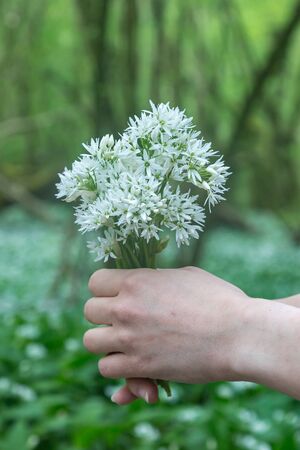 A bunch of wild garlic flowers being held, in Sussex woodland in springの写真素材