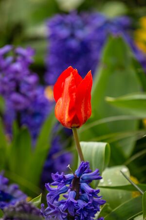 A close up of a red tulip, with a shallow depth of fieldの写真素材