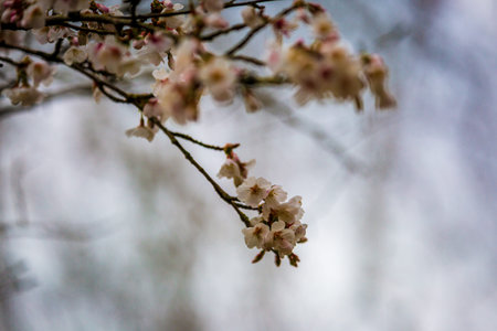 Blossom on a tree in springtime, with a shallow depth of field