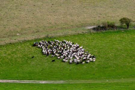 Looking down on a flock of sheep being herded by a sheep dogの写真素材