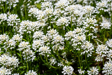 A full frame photograph of white candytuft flowers in the spring sunshineの写真素材