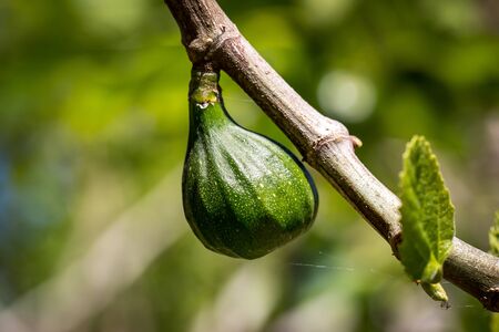 A fig growing on a tree in the spring sunshineの写真素材