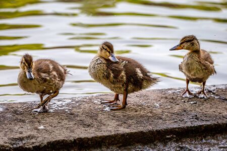 Three ducklings standing at the edge of a riverの写真素材