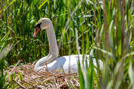 A swan on her nest in springtimeの写真素材
