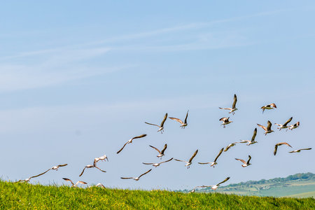 A flock of seagulls in flight on a sunny spring day