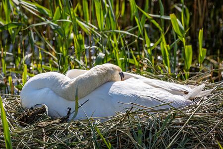 A swan sleeping on her nest, in springtimeの写真素材