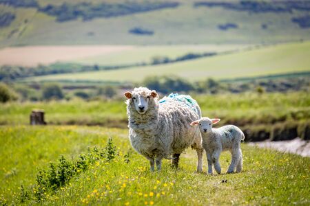 A ewe and her lamb in the South Downs in Sussex, on a sunny spring dayの写真素材