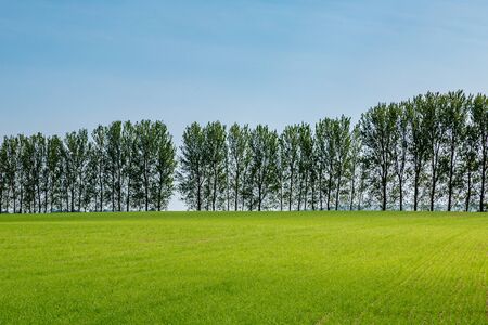 Tall trees at the end of a green field, on a sunny spring dayの写真素材