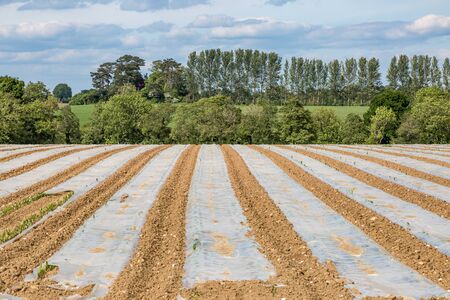 Farmland in springtime with young crops under protective plasticの写真素材