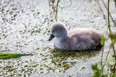 A young cygnet swimming in a streamの写真素材
