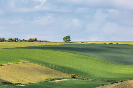 Looking out over fields in the South Downs on a sunny late spring day
