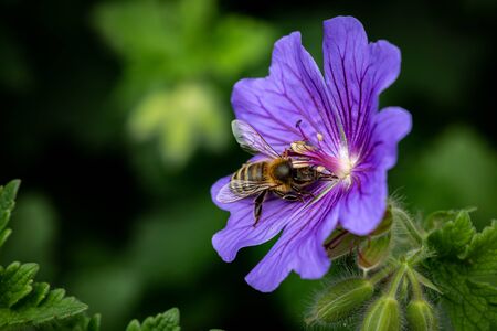 A close up of a bee on a flower, with a shallow depth of fieldの写真素材