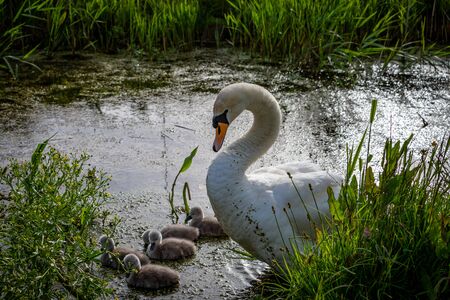 A mute swan and her young cygnets feeding in a streamの写真素材