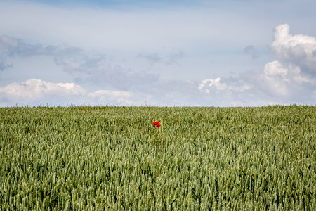 A lone poppy in a field of cereal cropsの写真素材