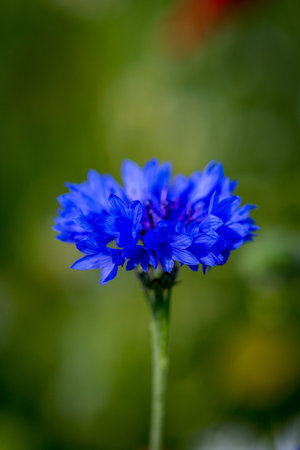 A close up of a blue cornflower, with a shallow depth of field