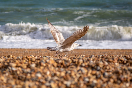 A young seagull about to take flight from a pebble beach