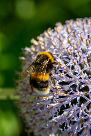 A bee on a globe thistle flower in the summer sunshine