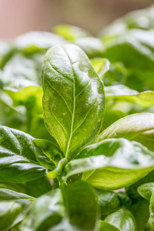 A close up of a basil plant, with a shallow depth of fieldの写真素材