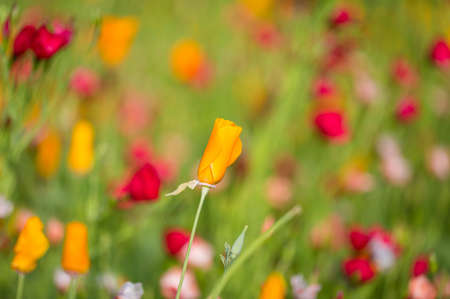 Californian poppies in the summer sunshineの写真素材