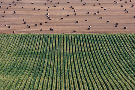 A high angle view of farmland with hay bales and rows of corn