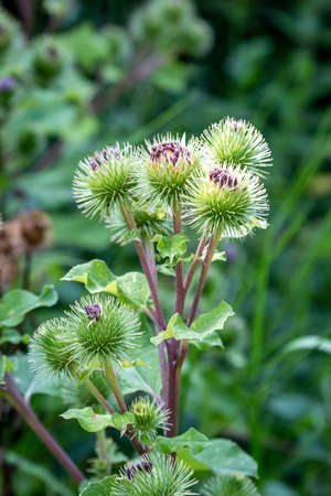 A burdock plant in the summer sunshine, with a shallow depth of fieldの写真素材