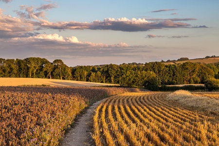 Farmland in Sussex on a sunny summer's evening