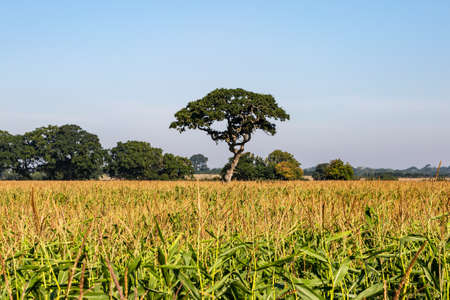 A rural Isle of Wight landscape on a summer's dayの写真素材
