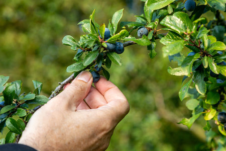 A man picking sloes from a blackthorn bush in autumn
