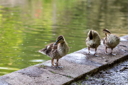 Three ducklings standing by the edge of a river, with a shallow depth of fieldの写真素材