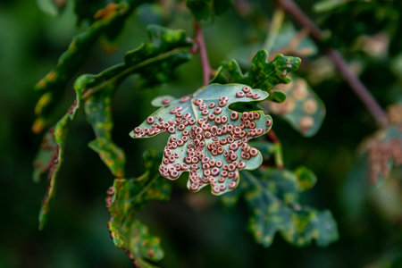 A diseased oak leaf in the countryside, with a shallow depth of field