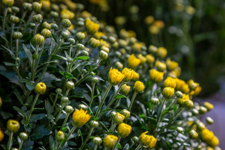 Yellow chrysanthemum flowers in the early autumn sunshine, with a shallow depth of field