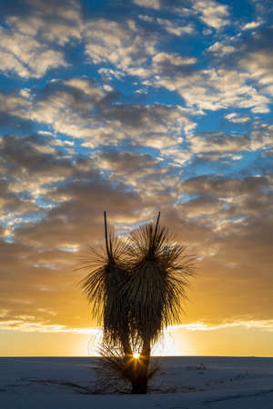 Sunlight shining through a soaptree yucca plant in White Sands National Park, at sunriseの写真素材