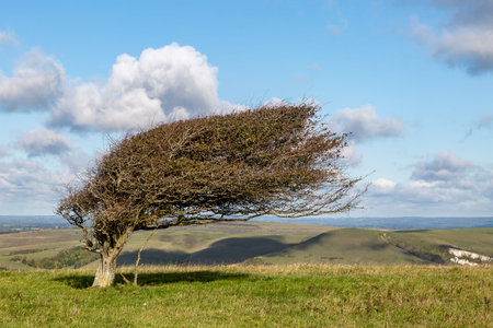A windswept tree on Firle Beacon, on a sunny autumn day